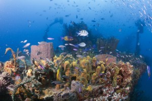 Ti-Kaye-Island-Divers-wreck-dive-300m-off-shore